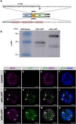 Expression of 16 Nitrogenase Proteins within the Plant Mitochondrial Matrix